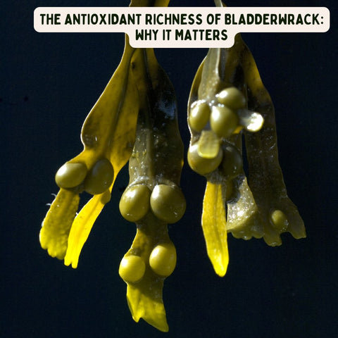 The Antioxidant Richness of Bladderwrack: Why It Matters