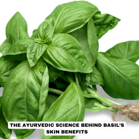 The Ayurvedic Science Behind Basil’s Skin Benefits