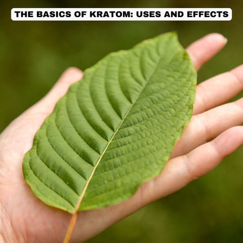 The Basics of Kratom: Uses and Effects