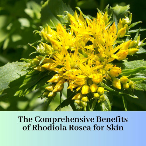 The Comprehensive Benefits of Rhodiola Rosea for Skin