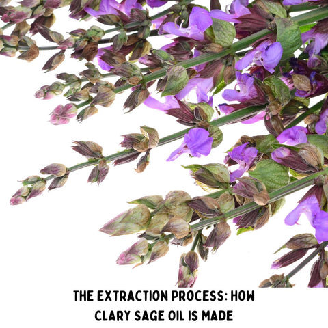 The Extraction Process: How Clary Sage Oil is Made