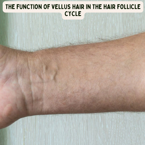 The Function of Vellus Hair in the Hair Follicle Cycle