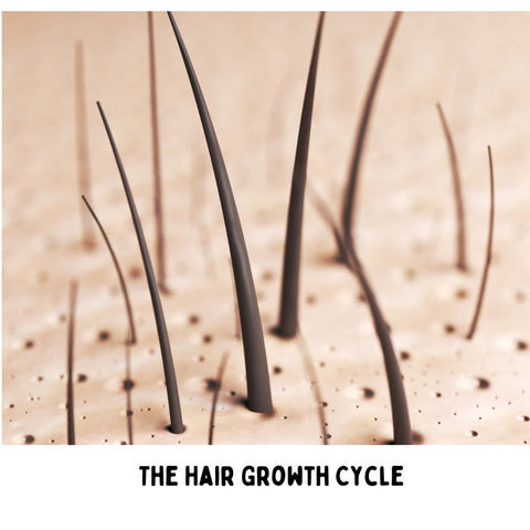 The Hair Growth Cycle
