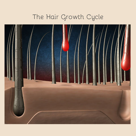 The Hair Growth Cycle
