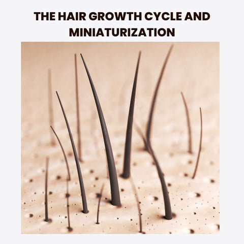 The Hair Growth Cycle and Miniaturization