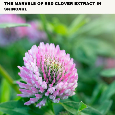 The Marvels of Red Clover Extract in Skincare