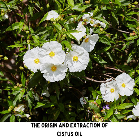 The Origin and Extraction of Cistus Oil