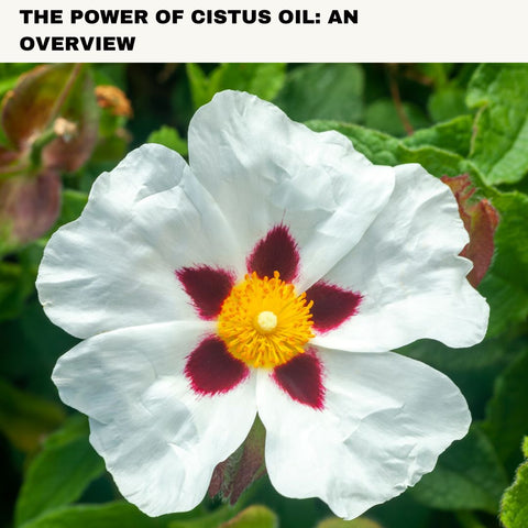 The Power of Cistus Oil: An Overview