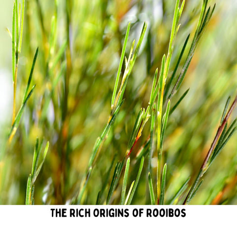The Rich Origins of Rooibos