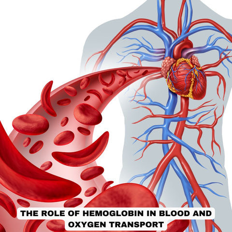 The Role of Hemoglobin in Blood and Oxygen Transport