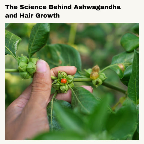 The Science Behind Ashwagandha and Hair Growth