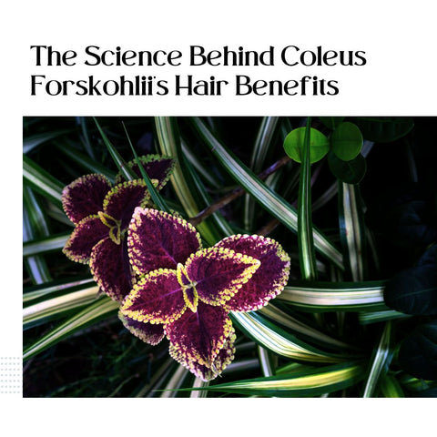 The Science Behind Coleus Forskohlii’s Hair Benefits