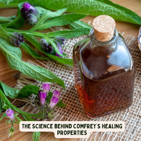 The Science Behind Comfrey’s Healing Properties