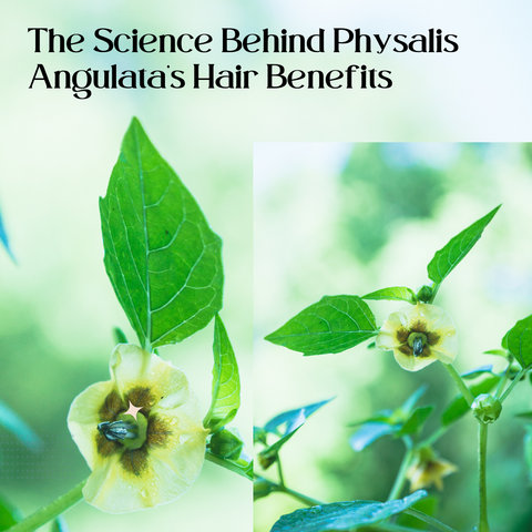 The Science Behind Physalis Angulata’s Hair Benefits