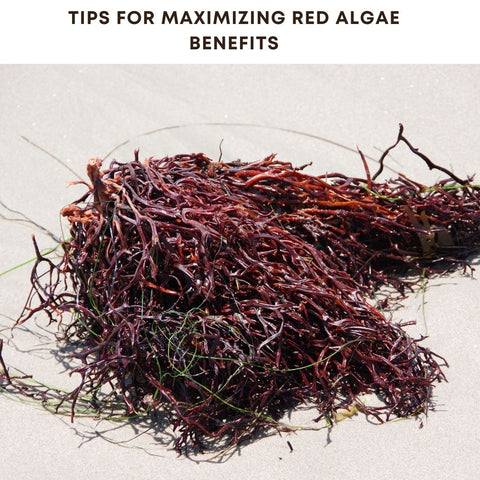 Tips for Maximizing Red Algae Benefits