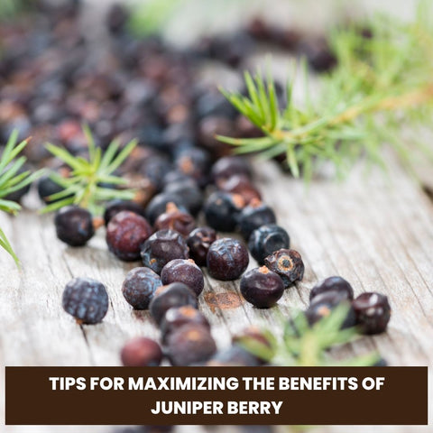 Tips for Maximizing the Benefits of Juniper Berry