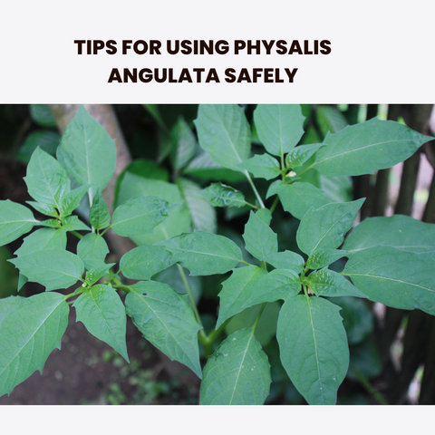 Tips for Using Physalis Angulata Safely