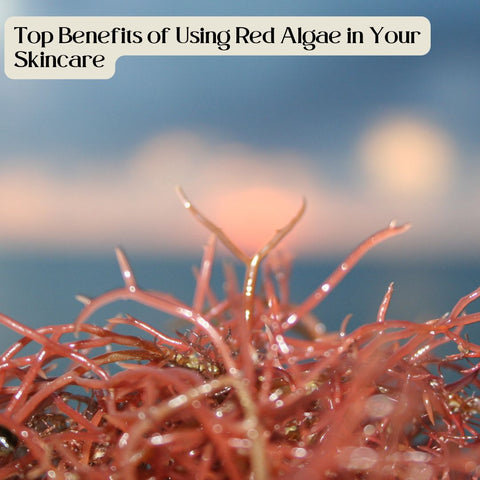 Top Benefits of Using Red Algae in Your Skincare