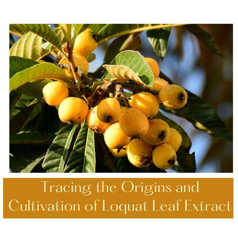Tracing the Origins and Cultivation of Loquat Leaf Extract