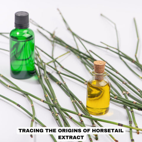 Tracing the Origins of Horsetail Extract