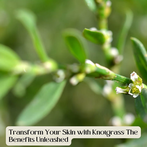 Transform Your Skin with Knotgrass: The Benefits Unleashed