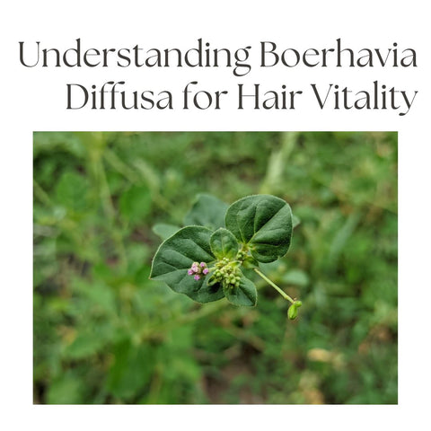 Understanding Boerhavia Diffusa for Hair Vitality