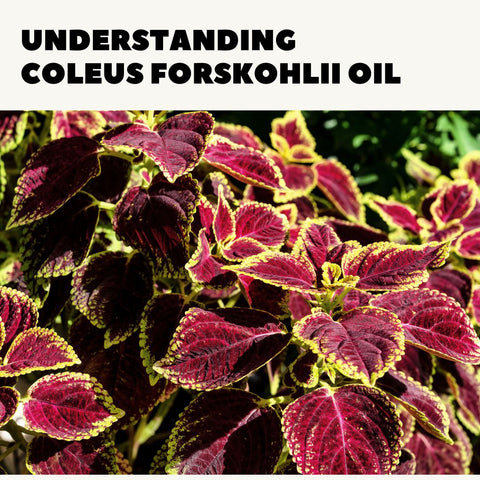 Understanding Coleus Forskohlii Oil