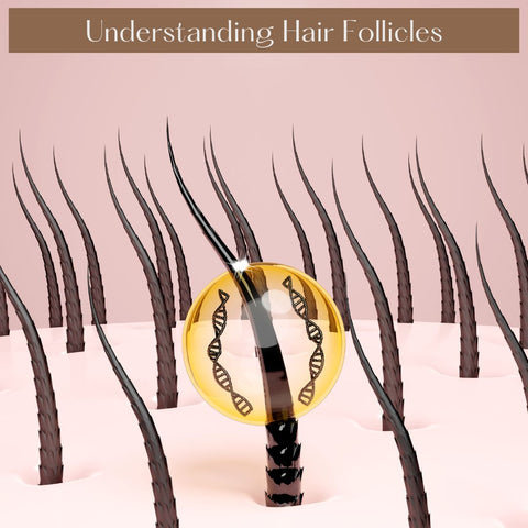 Understanding Hair Follicles