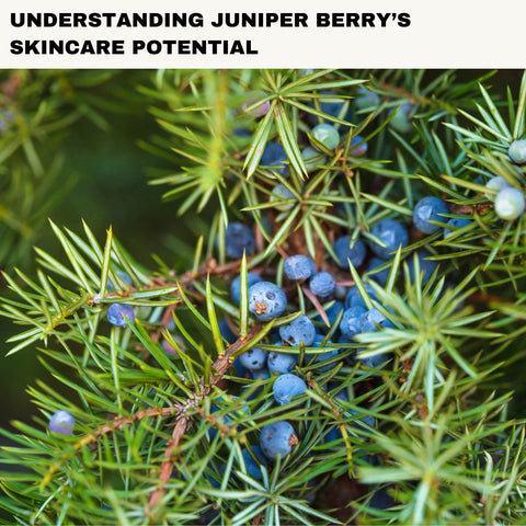 Understanding Juniper Berry’s Skincare Potential