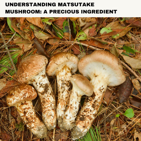 Understanding Matsutake Mushroom: A Precious Ingredient