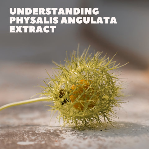 Understanding Physalis Angulata Extract
