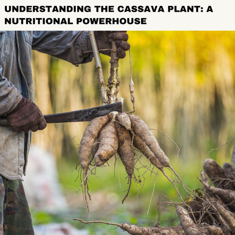 Understanding the Cassava Plant: A Nutritional Powerhouse