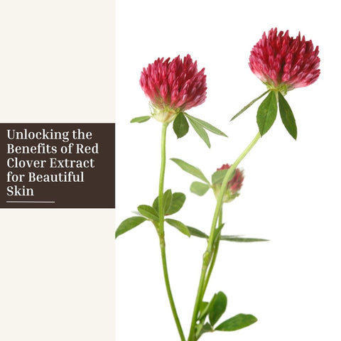 Unlocking the Benefits of Red Clover Extract for Beautiful Skin