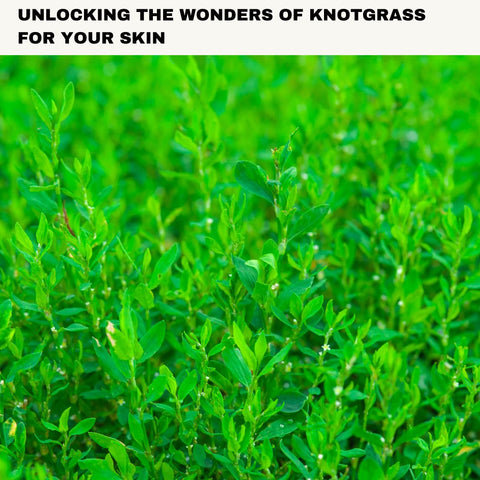 Unlocking the Wonders of Knotgrass for Your Skin