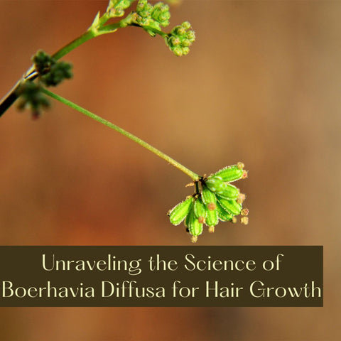 Unraveling the Science of Boerhavia Diffusa for Hair Growth