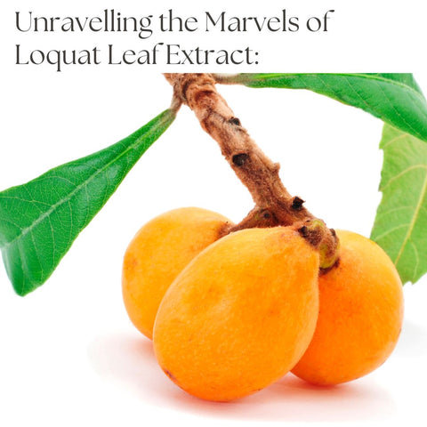 Unravelling the Marvels of Loquat Leaf Extract: Origins, Composition, and Nutritional Value