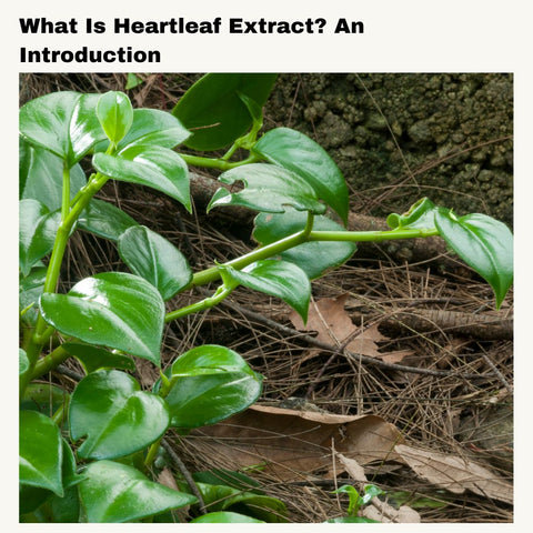 What Is Heartleaf Extract? An Introduction