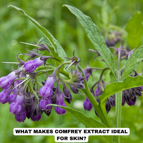 What Makes Comfrey Extract Ideal for Skin?