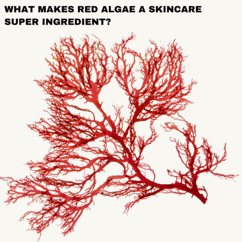 What Makes Red Algae a Skincare Super Ingredient?
