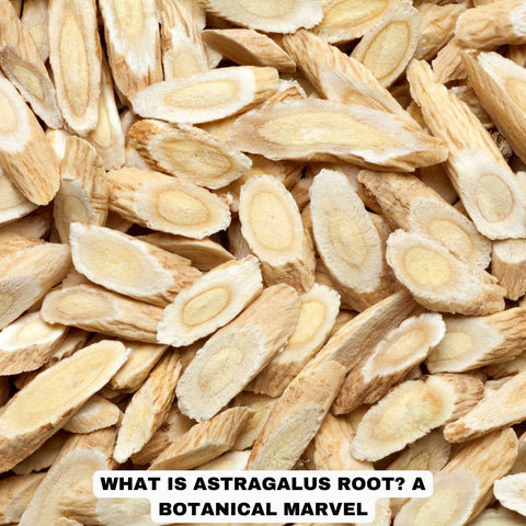 What is Astragalus Root? A Botanical Marvel