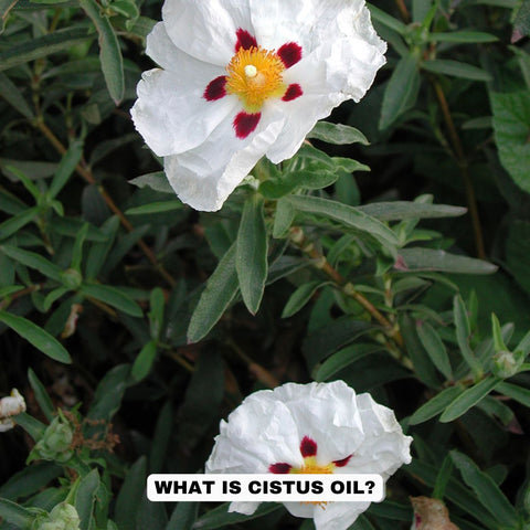 What is Cistus Oil?