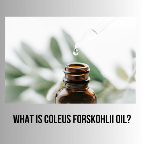 What is Coleus Forskohlii Oil?