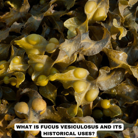 What is Fucus Vesiculosus and Its Historical Uses?