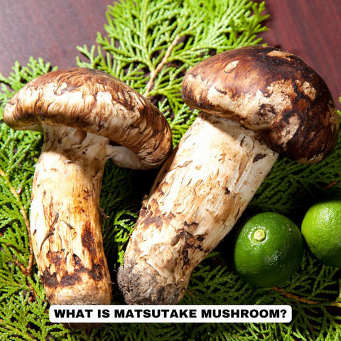 What is Matsutake Mushroom?