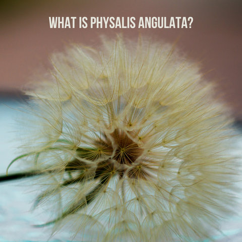What is Physalis Angulata?