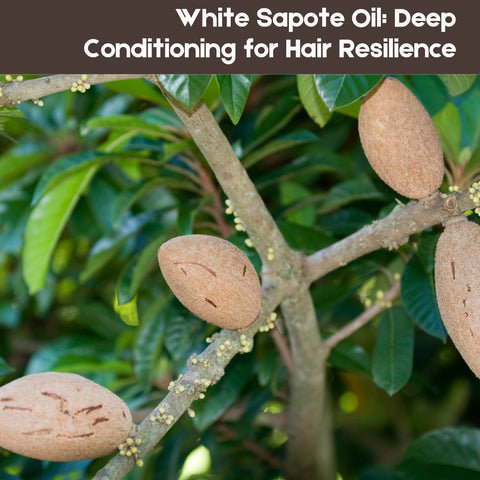 White Sapote Oil: Deep Conditioning for Hair Resilience