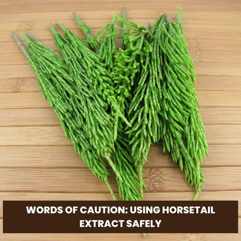 Words of Caution: Using Horsetail Extract Safely