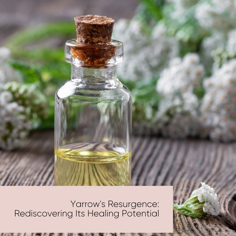 Yarrow's Resurgence: Rediscovering Its Healing Potential