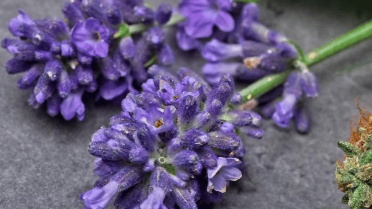 Linalool for Healthy and Strong Hair: The Best Natural Ingredient